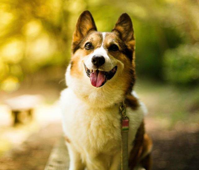 狗能吃牛油果吗，4种狗狗不能随便吃的水果