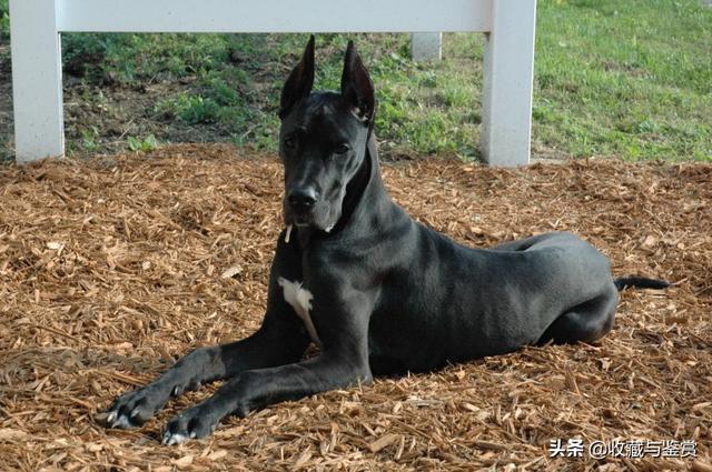 世界上最凶猛的犬，世界最凶猛十大犬种