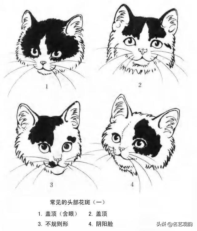 100种小猫怎么画，100种画真猫的画法（教你在纸上养个主子）