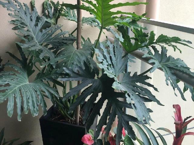 观叶植物的室内摆放，家里盆栽摆放有讲究