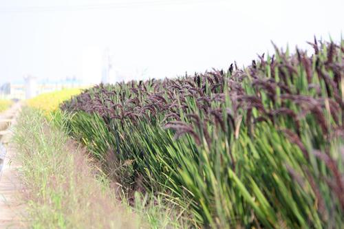 贵比黄金的紫色大米，大米是怎么种植出来的