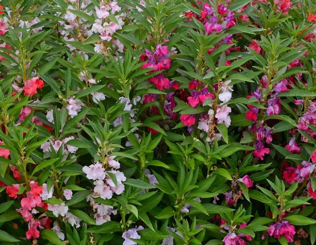 最适合室内养的8种花卉，扔土里能长一大片