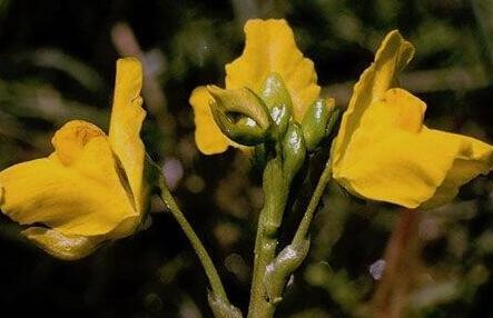 十种剧毒植物，15大剧毒野果盘点