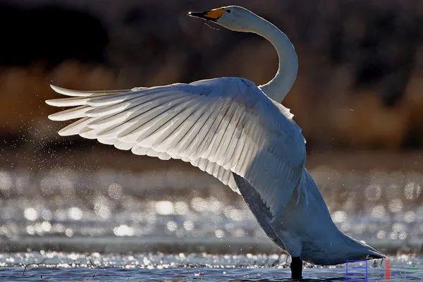 美国国鸟的品种，欧洲各国国鸟大全