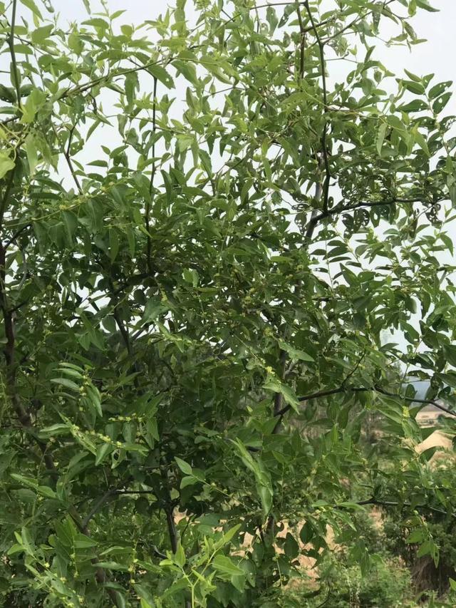 助睡眠的山枣，这种野枣味道酸甜可口