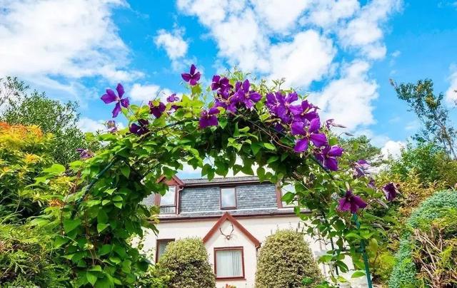 花很香又漂亮的藤蔓植物，12种开花藤蔓植物
