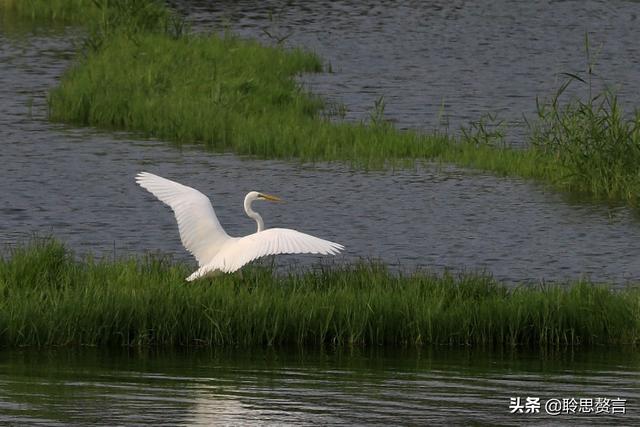 关于白鹭的诗句古诗四句，漠漠阴阴两组叠字好在哪里