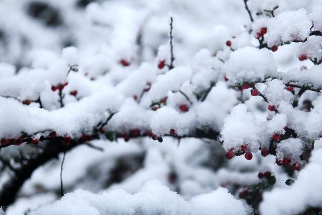 立冬下雪代表了什么，今日立冬有雪雪打冬有何预示