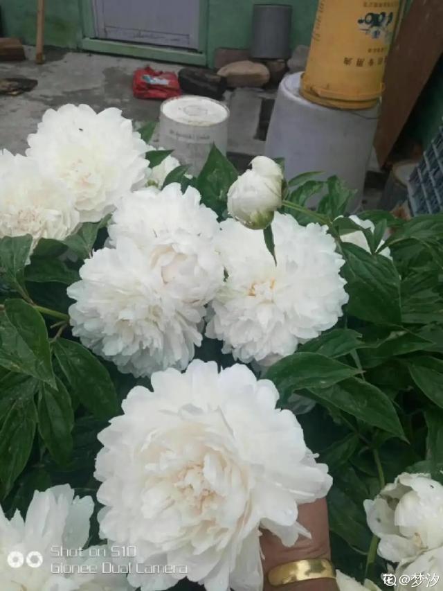 春夏秋冬四季什么花好看，这十种花几乎一年四季都开花