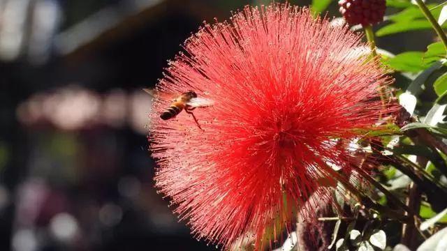 西双版纳必游景点攻略，西双版纳值得一游的10个精华景区