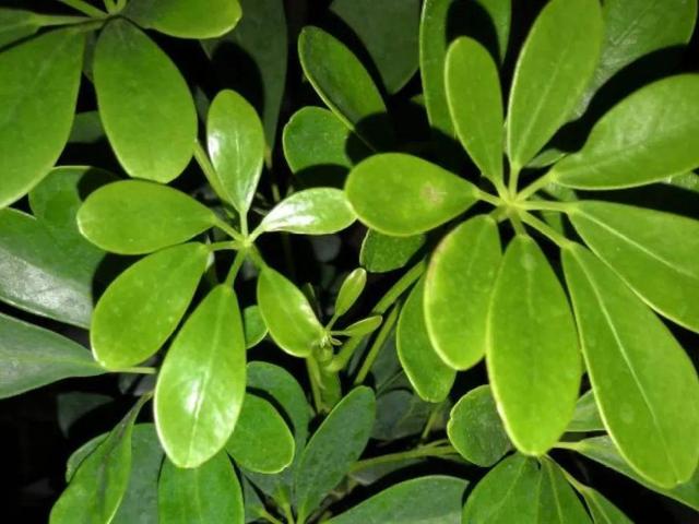 观叶植物的室内摆放，家里盆栽摆放有讲究