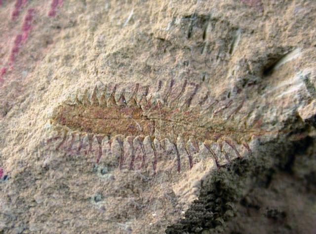 第六次生物大灭绝，地球正进入第六次生物大灭绝（5次生物大灭绝地球经历了什么）