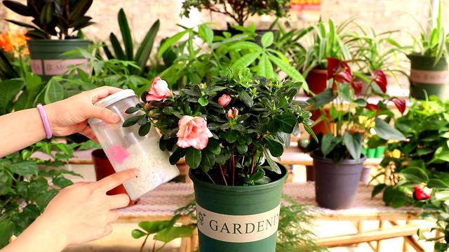 杜鹃花开时如何养护，杜鹃开败了春天3个