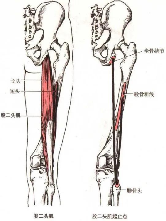 健身需要知道的肌肉，想让肌肉变得更大、更饱满