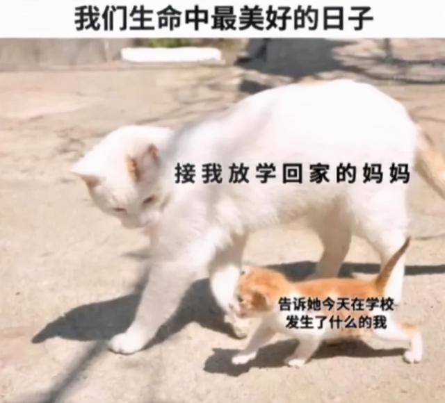 活动段子脚本，抖音百万大V的短视频运营脚本