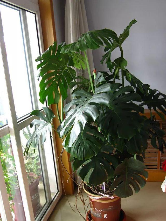 龟背竹的水养方法和注意事项，养龟背竹用对土