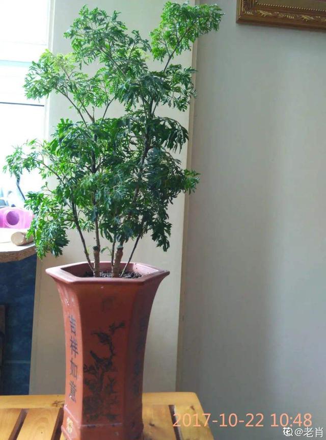 客厅适合养的喜阴花，选耐阴花看看这5样