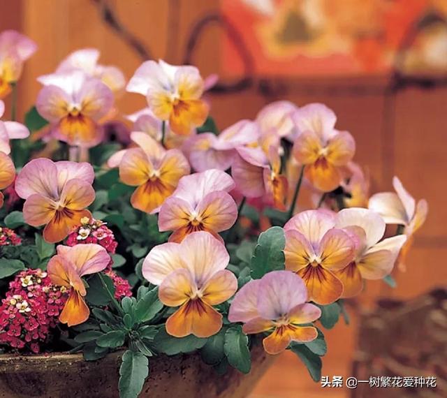 秋天有什么花容易养又好看，这20种花建议选几个