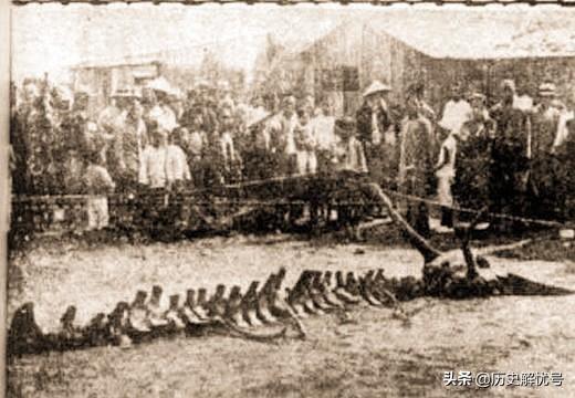 1934年营口坠龙事件，1943营口坠龙事件（70年后专家下结论：须鲸）
