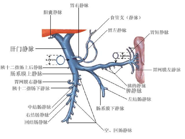 下腔静脉解剖图，颈外静脉分支血管解剖图（如何经肝脏测量下腔静脉图示）