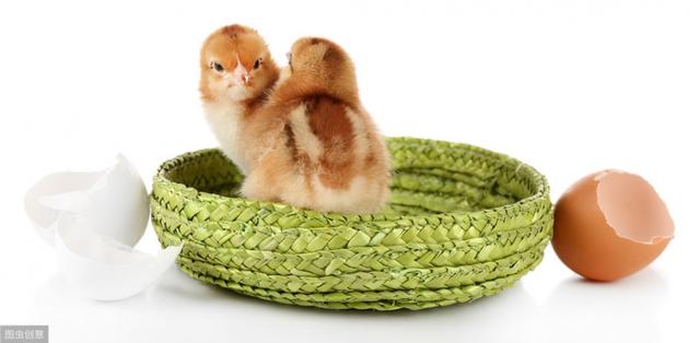 母鸡快速孵小鸡办法，母鸡抱窝孵化小鸡技术介绍