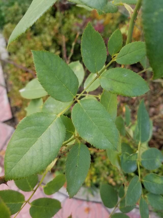 玫瑰和月季的区别图解，玫瑰和月季抓住