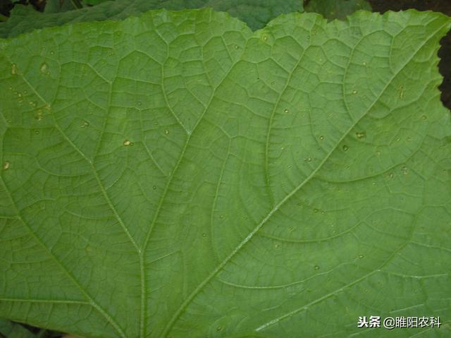 黄瓜角斑病炭疽病黑星病的区别，黄瓜炭疽病和黄瓜黑星病的识别和防治方法