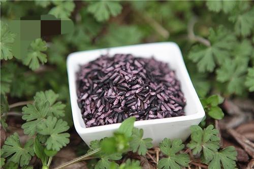 贵比黄金的紫色大米，大米是怎么种植出来的