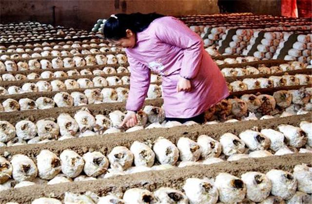 平菇的栽培种植技术和管理，平菇的栽培技术