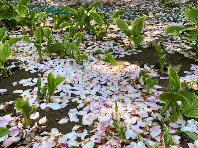 元大都海棠花溪，海棠花溪水动京城（游“海棠花溪”、尝海棠奶糕）