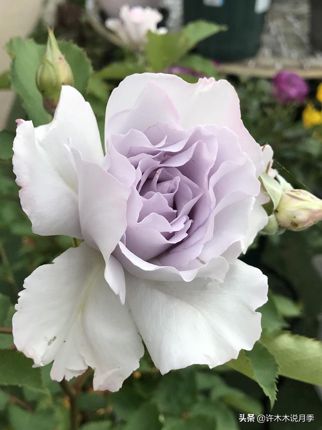花色鲜艳又浓香的月季品种，浓香四溢的6款月季