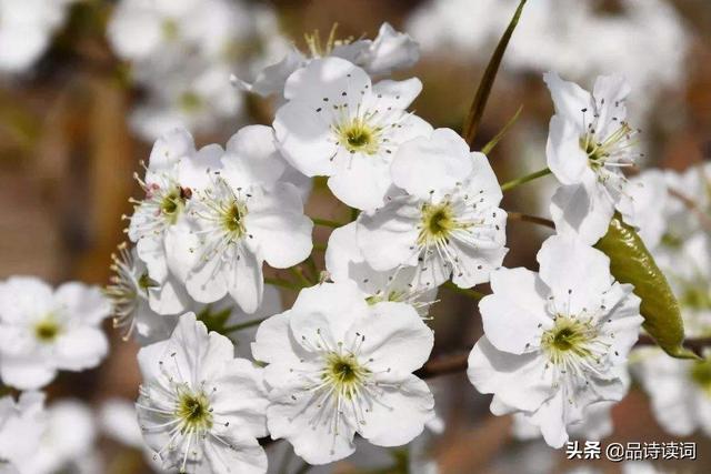 苏轼十首禅诗真是大智慧，苏轼最具有哲理的一首诗