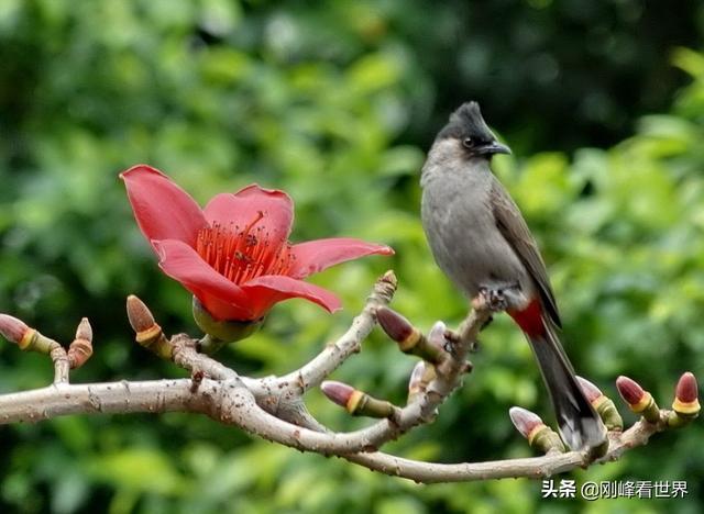 海南省花叫什么花，海南省花——三角梅