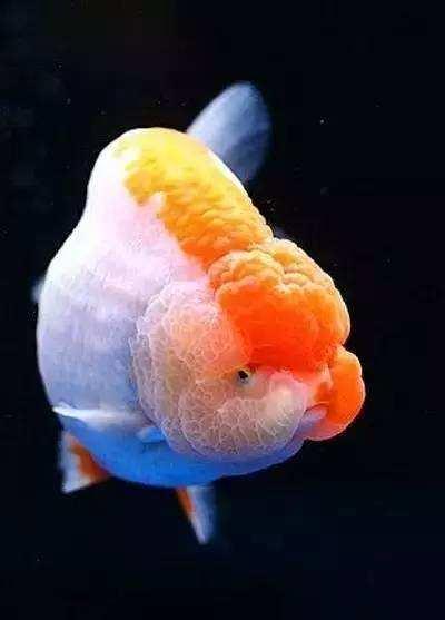 史上最全的金鱼品种，你们喜欢什么品种的金鱼