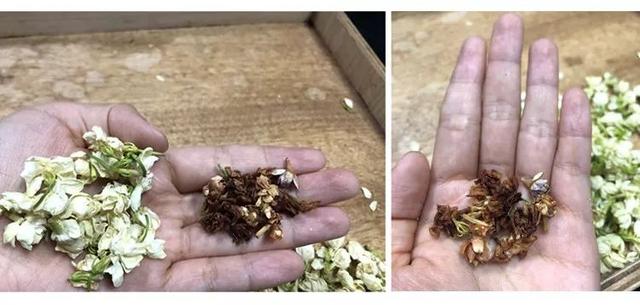 茉莉花茶的作用养护方法，茉莉花茶就是用茉莉花泡的