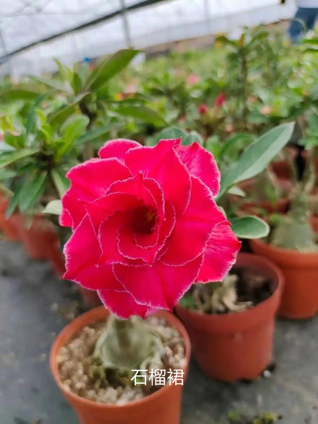 沙漠玫瑰怎么养，沙漠玫瑰的养殖方法多久能开花（真正会养的只需做5点）