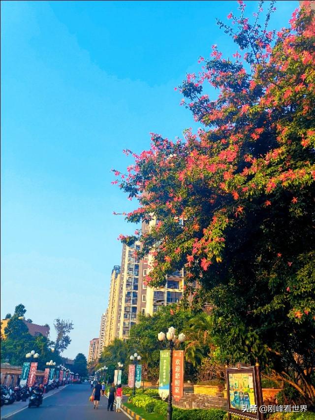 海南省花叫什么花，海南省花——三角梅