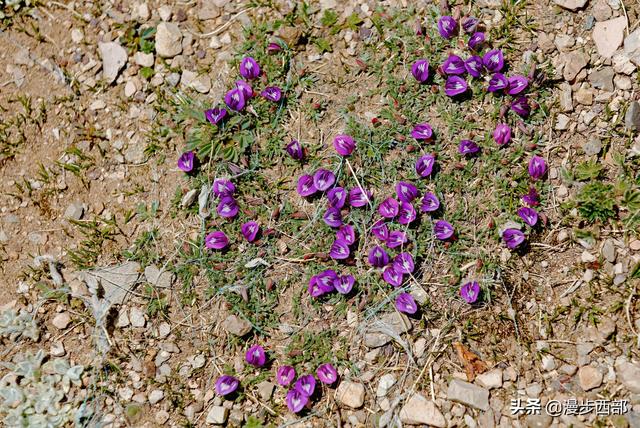 大山里迷人的野花，章丘赵八洞山上的美丽野花