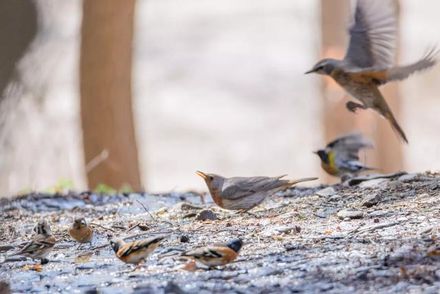 北方春季鸟类不完全图鉴，鸟类介绍（漂亮的鸟儿大合集）