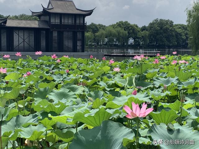 山野间泡茶的诗句，一曲丝竹慢品茶