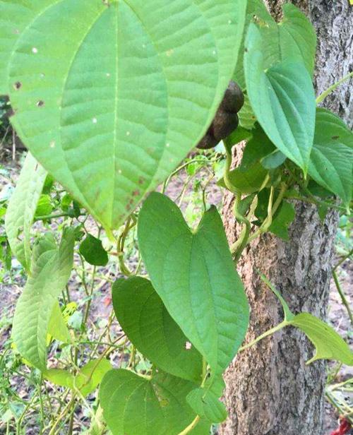 最好的藤蔓花排名，到了春天爬满墙开花海