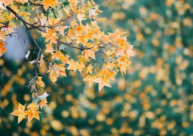 所有国家的代表性花，北美洲国家国花象征代表