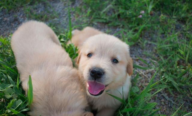 Golden Retriever Is Very Likely To Suffer From Diseases Inheritance Of Inbreeding Do You Know Daydaynews