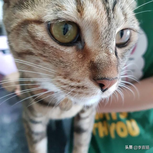 猫流眼泪怎么回事，猫咪有时候会流泪是怎么回事（猫咪流眼泪是因为“感动”而哭——关于猫流眼泪的真相）