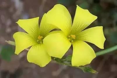 花语代表治愈的花，100种花的花语养养眼