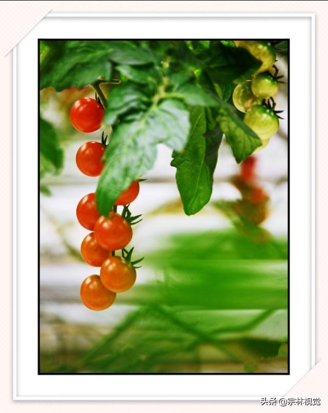 黄色小番茄和圣女果，比传统番茄更好种