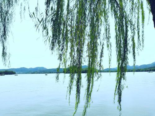 群芳过后西湖好，采桑子欧阳修群芳过后西湖好赏析（轻舟短棹西湖好赏析）