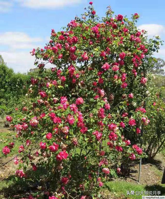 颜值高花期长的月季，七种优秀盆栽月季