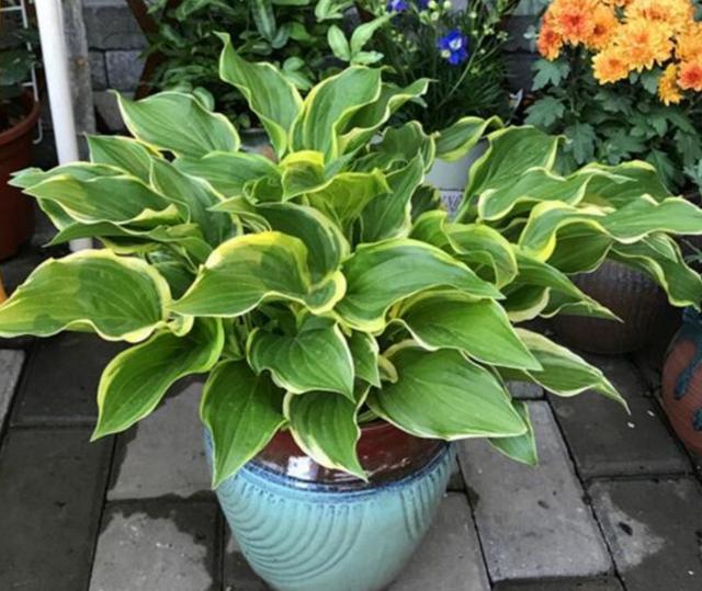 耐阴最好养的花卉，这30种耐阴花