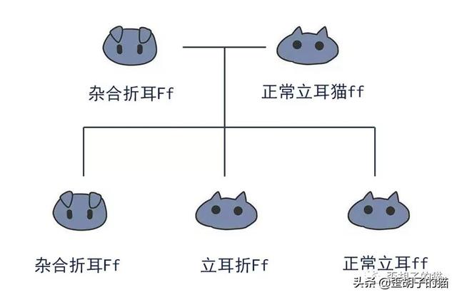你真的了解可爱的折耳猫吗，折耳猫和半折耳猫有区别吗